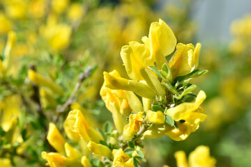 Yellow flowers Broom (Latin: Cytisus) is a genus of shrubs, rarely trees, of the Legume family...