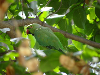 Parrot on a Tree, natural habitat