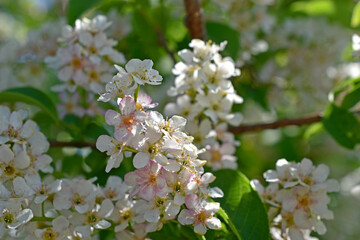 White flowers of a bird cherry in the spring in the afternoon