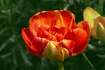 Tulpe