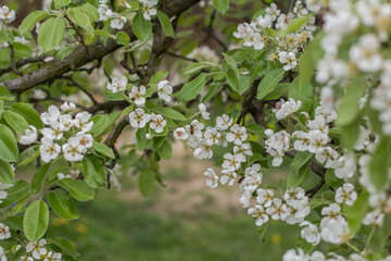 blooming tree