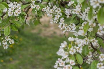 blooming tree in spring
