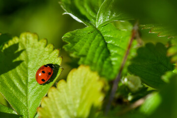 ladybird on  a perched on a strawberry leaf