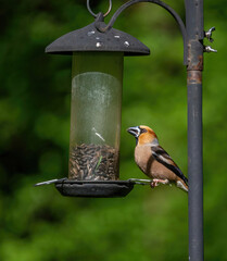 Hawfinch (Coccothraustes coccothraustes) sits on a bird feeder.