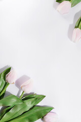 Fototapeta premium Fresh pink tulip flowers on white. Top view with copy space