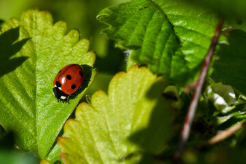 ladybird on a leaf  perched on a strawberry 