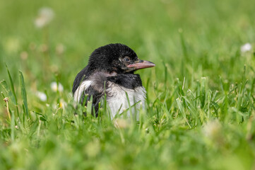 Eurasian magpie (pica pica) Nature and wild bird image