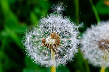 dandelion head