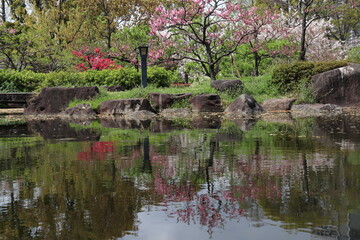 桜リフレクション