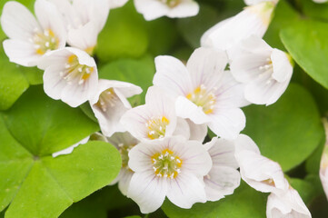 Wood Sorrel (Oxalis) flowers