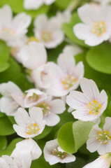 Wood Sorrel (Oxalis) flowers