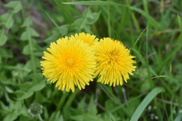 High angle shot of yellow common dandelions with green grass