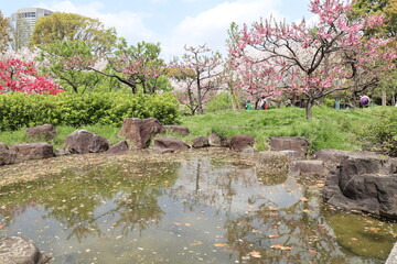 桜リフレクション