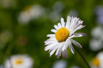 Closeup of English daisy, bellis. Wallpaper