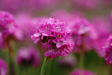 Have your roses come out yet?