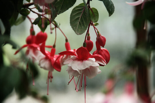 Fototapeta Hanging red and white flower
