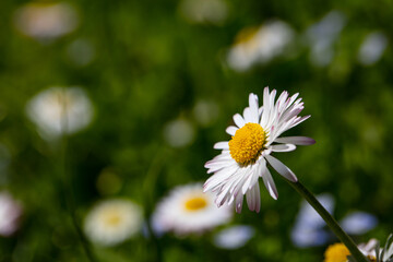 Closeup of English daisy, bellis. Wallpaper