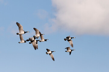 Barnacle goose	