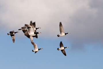 Barnacle goose	