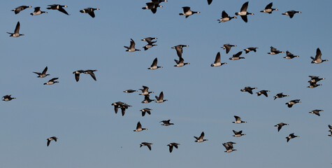Barnacle goose	