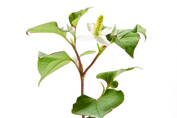 ドクダミ 1 (fish mint. fish herb. fishwort. lizard tail. chameleon plant. heartleaf. bishop's weed)