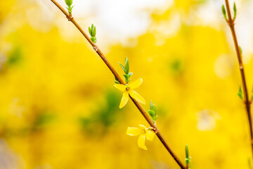 Spring bright yellow of blooming forsythia