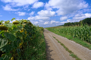 Feldweg zwischen einem Maisfeld und einem Sonnenblumenfeld.