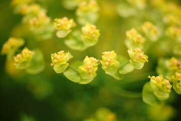 The flowers are starting to bloom