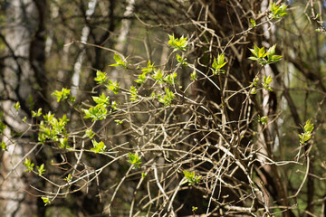 a branch with young greenery in the forest in the sunlight