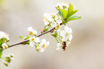 Closeup photo of a bee collects nectar from a fruit cherry tree flower.  Blossoming branch with flower of cherry tree and a honey bee in spring.