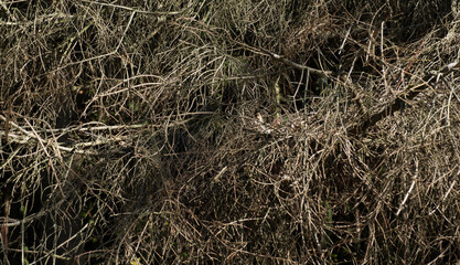 Fototapeta na wymiar texture background of dry small branches