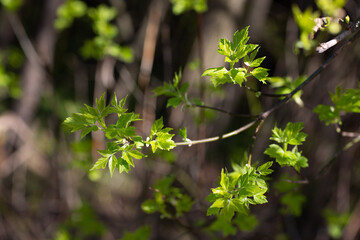 a branch with young greenery in the forest in the sunlight