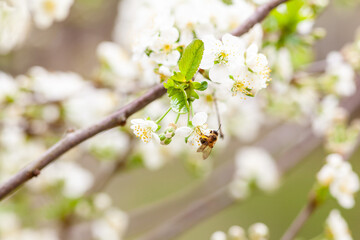 Closeup photo of a bee collects nectar from a fruit cherry tree flower.  Blossoming branch with flower of cherry tree and a honey bee in spring.