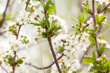 Closeup photo of a bee collects nectar from a fruit cherry tree flower.  Blossoming branch with flower of cherry tree and a honey bee in spring.