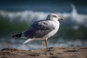 Fototapeta premium seagull on the beach