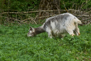 Naklejka na ściany i meble Spring. A goat grazes in a meadow on a warm May day.
