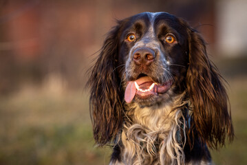 english cocker spaniel dog