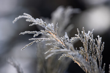 frost on branches