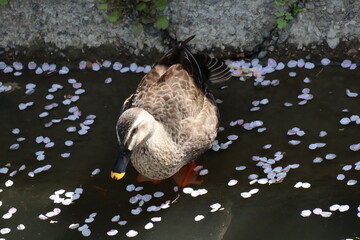 桜と鴨
