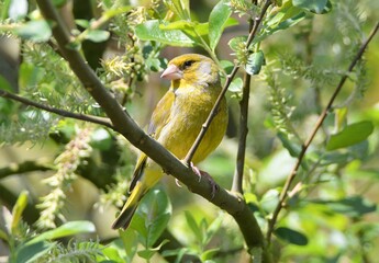 greenfinch in a tree