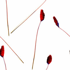 Seamless pattern of spikelets of red grass casting a shadow on a white background.