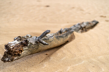 crocodile on the beach