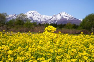 Fototapeta na wymiar 菜の花と妙高山