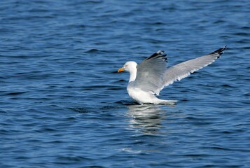 seagull in the sea