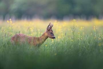 deer with flowers