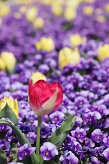 チューリップとパンジー