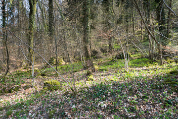 Rund um die Wolfsschlucht in Echternach