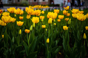 Obraz premium yellow tulips with green leaves in the foreground in sharpness in the background in blur