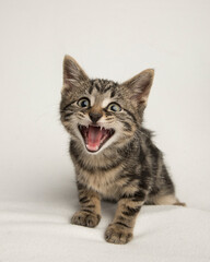 fluffy baby kitten yells at the camera with an open mouth meow isolated on white