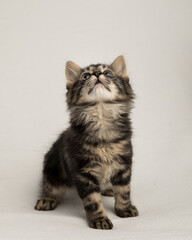 fluffy tabby kitten on white background in studio 